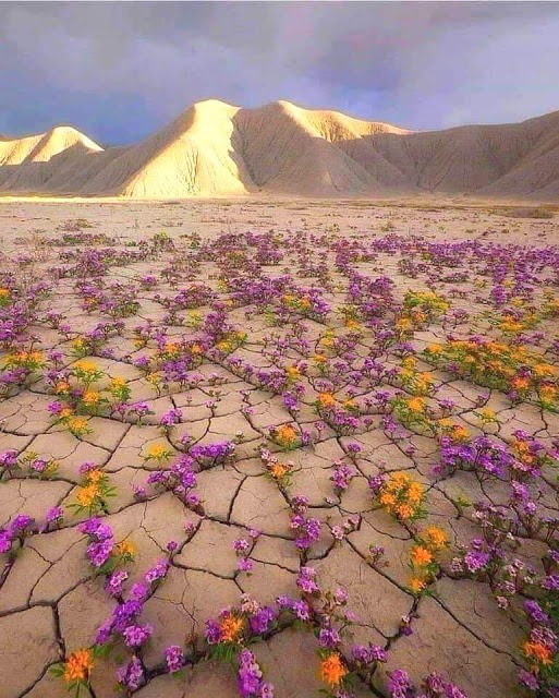 Après d'extrêmement rares précipitations, le désert de l'Atacama, l'un des plus secs de la planète, peut se couvrir de près de 200 espèces de fleurs différentes. Un phénomène portant le nom poétique de Desierto florido 