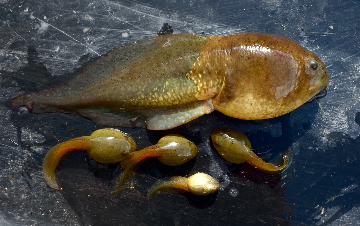 Un têtard de grenouille-taureau anormalement hypertrophié a été découvert l'été 2018, surnommé Goliath et est décédé, sans avoir accompli sa métamorphose, en mai 2019 (Banana for scale). Image de Earyn McGee et Alina Downer
