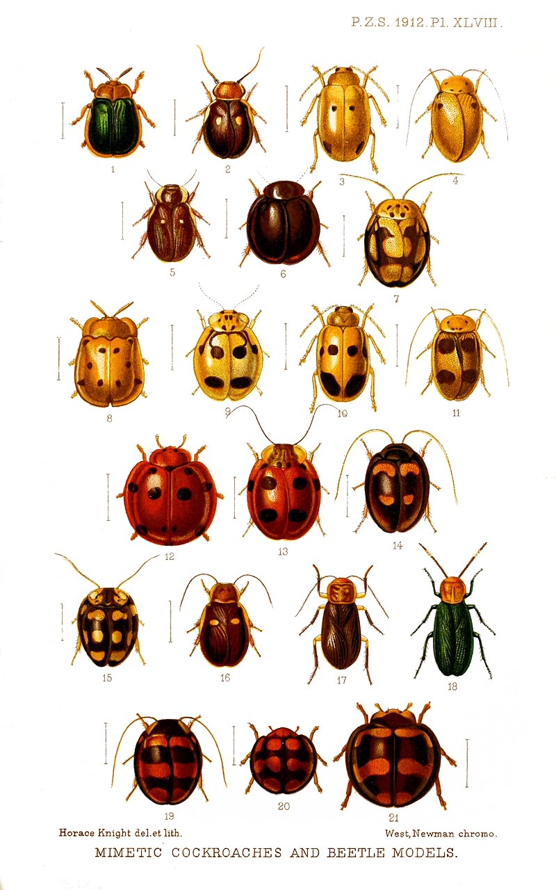 Sur cette planche naturaliste vous verrez une série de couples d'insectes avec à gauche un coléoptère et à droite, la blatte qui l'imite pour dissuader des prédateurs.