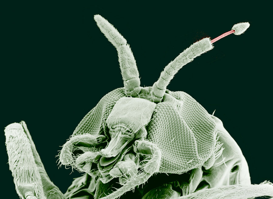 Sur cette fantastique image en Microscopie électronique à balayage, le ver parasitaire O. volvulus s'extirpe par l'antenne de son hôte intermédiaire, une mouche simulie