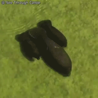 Filmé par drone, la nage d'une maman lamantin et ses jumeaux parait bien étrange! 