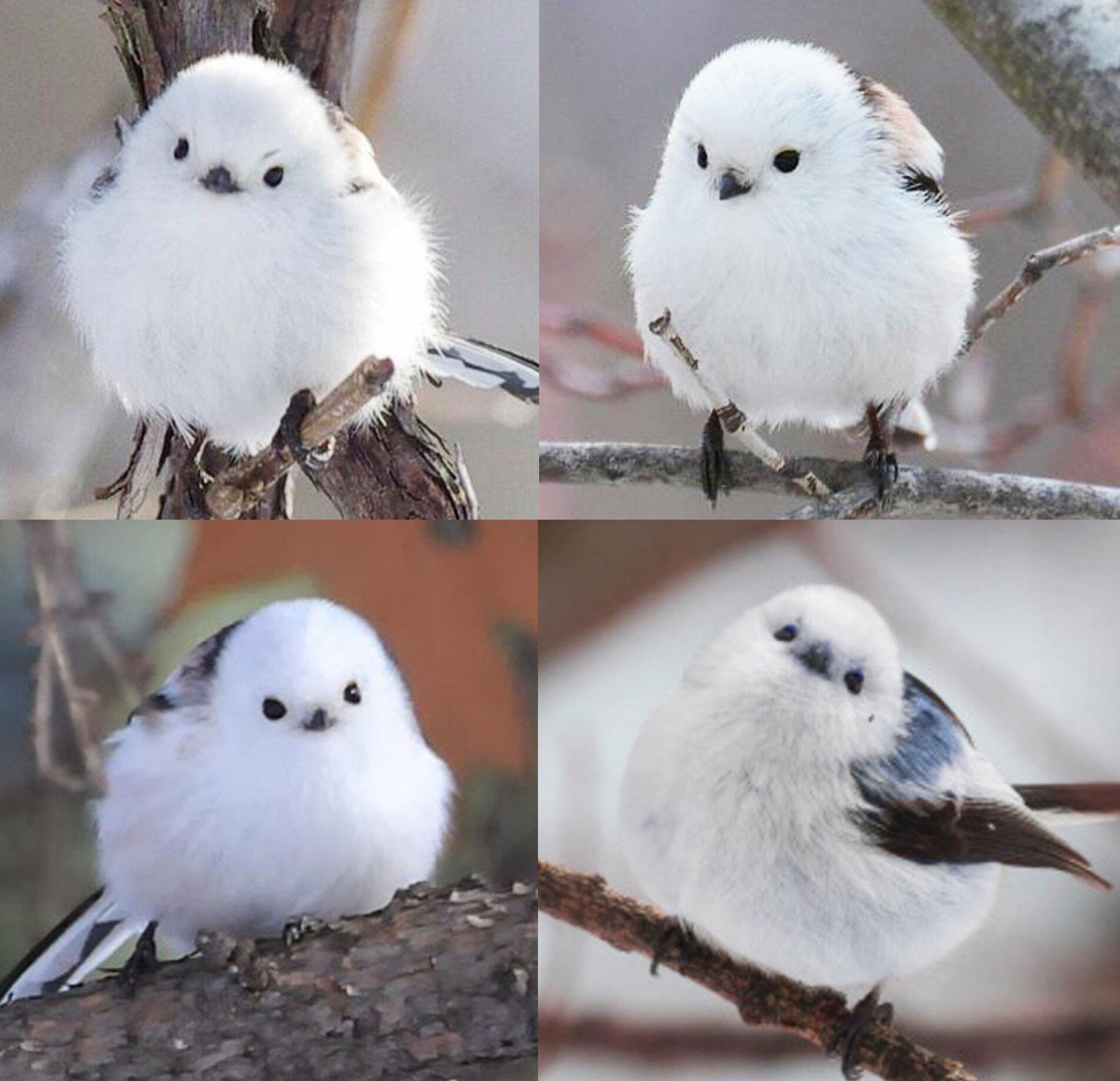 Il existe un variant de la mésange à longue queue  Aegithalos caudatus) peuplant l'île d'Hokkaido et caractérisée par un plumage blanc. Elle y est nommée Shima Enaga