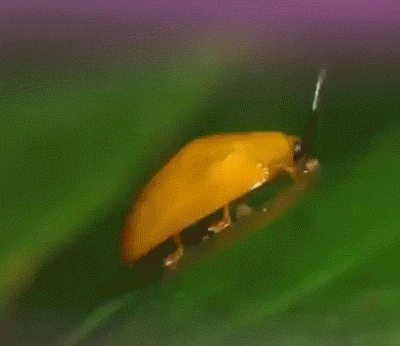 Le décollage de Calyptocephala attenuata, un coléoptère Costaricien, apparaissant dans la série documentaire japonaise Les animaux merveilleux de Darwin. 