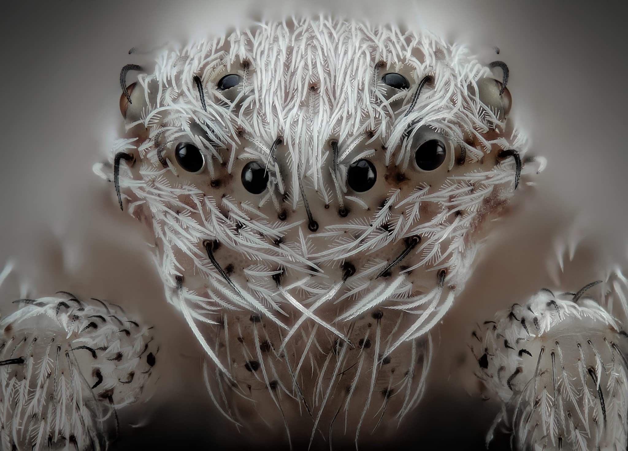 L'incroyable portrait d'une petite araignée blanche espagnole (probablement de la famille des Philodromidae selon le photographe). 6ème place du concours de microphotographie Nikon 2019  Javier Rupérez