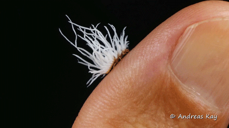 Les larves de coccinelles équatoriennes du groupe des Scymnini arborent des excroissances cireuses qui les rendent difficiles à capturer et probablement peu goutues. Par le regrété Andreas Kay