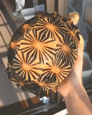 La tortue étoilée de Madagascar (Astrochelys radiata) possède une carapace qui lui donne l'apparence d'une boite à bijoux.
