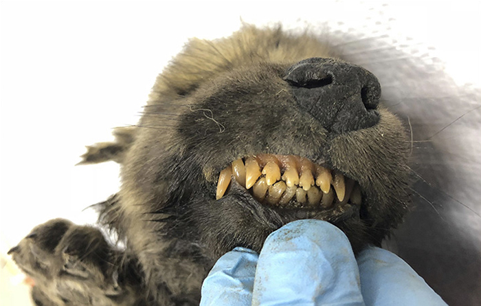 Ce canidé découvert quasi intact dans le permafrost russe de Yakutsk et vieux de 18000 ans serait-il le plus vieux spécimen de chien domestiqué jamais découvert?