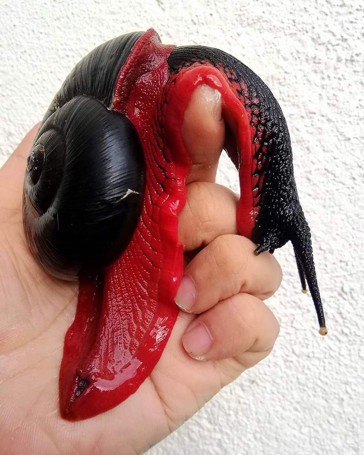 L'escargot de feu, Platymma tweediei (fire snail), originaire de Malaisie   Crédits : Maxs Lee