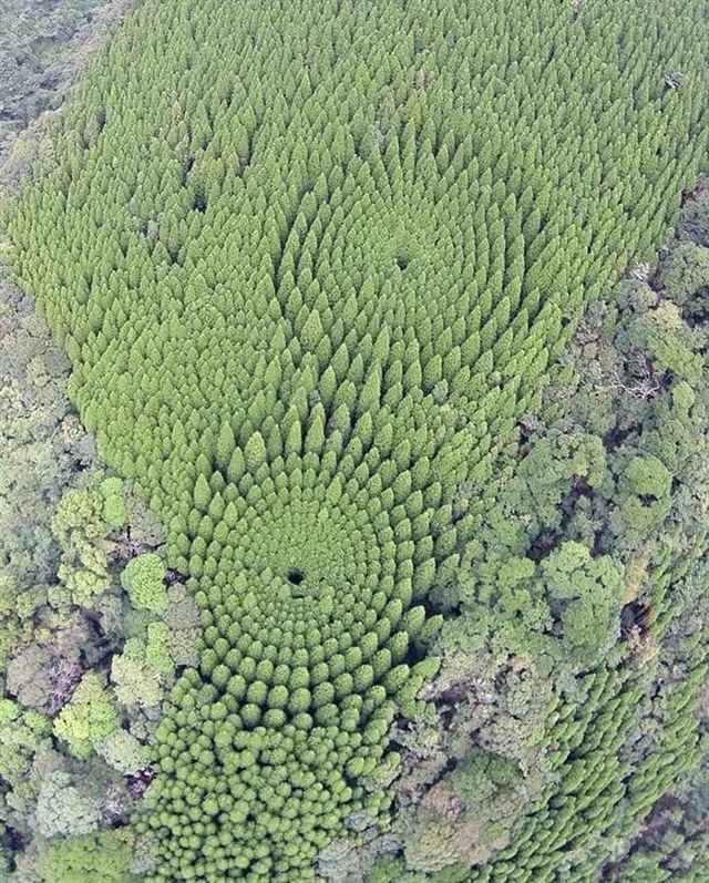 Les expérimentations forestières japonaises près de Nichinan ont laissé des crop-circles particuliers, démontrant que les cèdres doivent être suffisamment espacés pour pousser à taille respectable! 