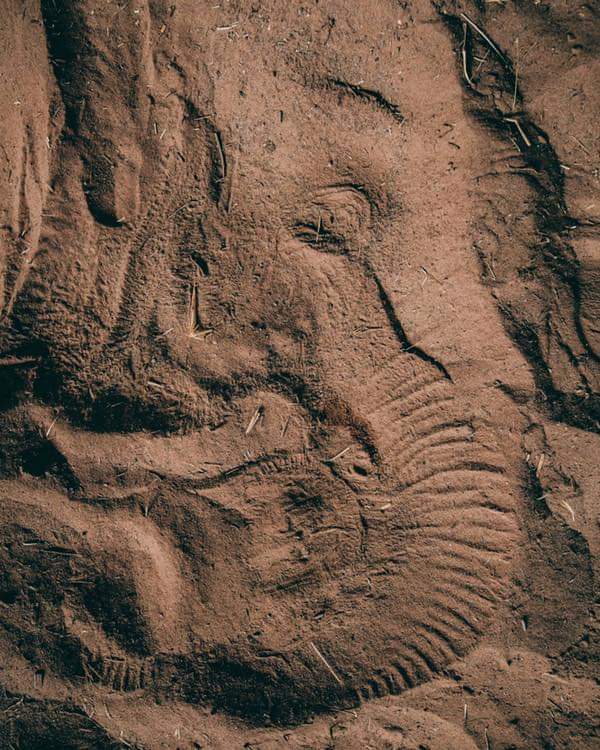 Cela arrive souvent au Chester Zoo : après une longue nuit de sommeil, un éléphant laisse une parfaite empreinte de son visage sur le sable