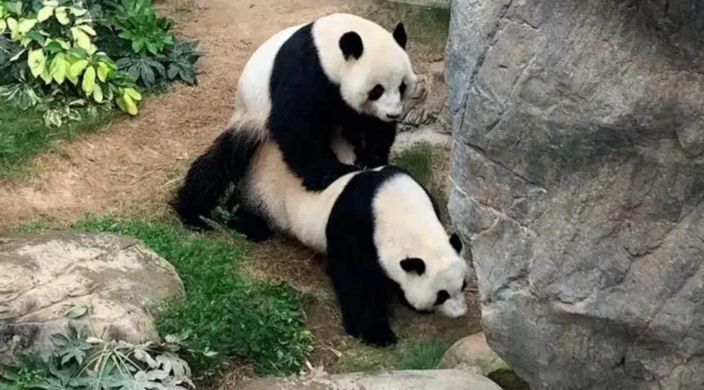 La désertion des zoos semble avoir un effet bénéfique sur la sexualité de ses habitants! With zoo closed to visitors, pandas finally bang after 10 years 