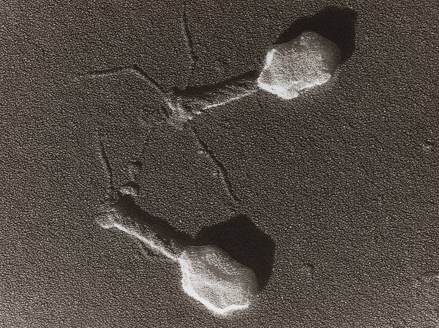 Phage Lambda au MEB