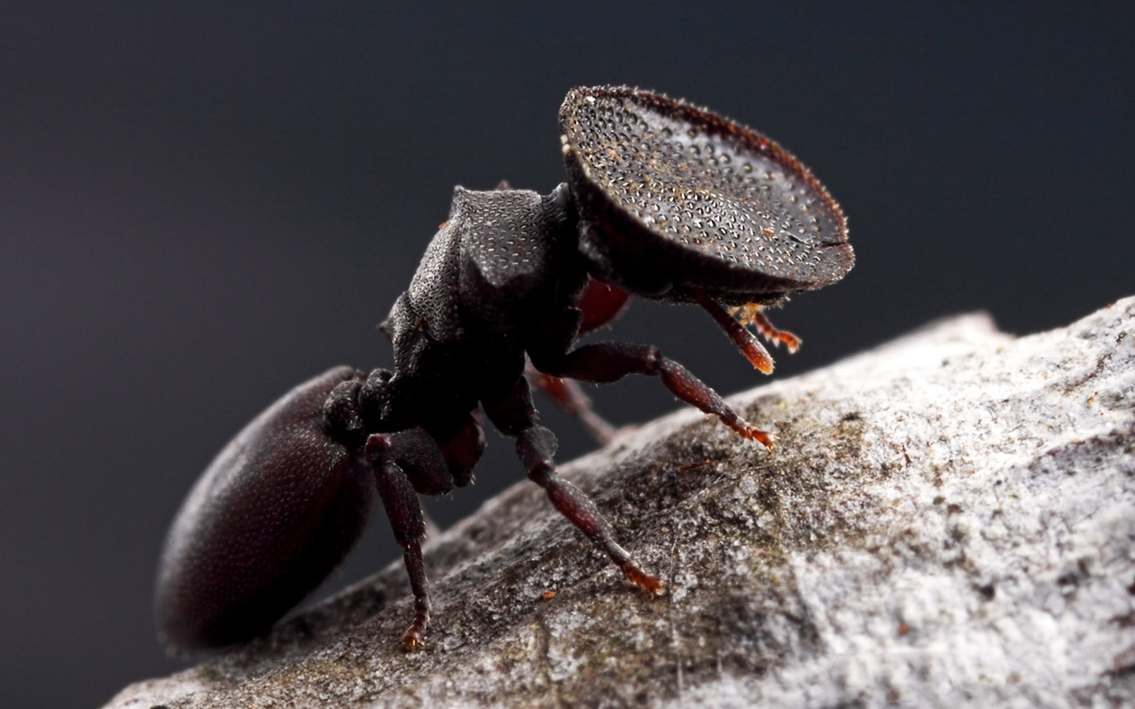 Cephalotes-la-fourmi-qui-se-sert-de-sa-tete-comme-dune-porte-photo-01.jpg