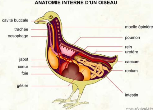 Anatomie interne d'un oiseau