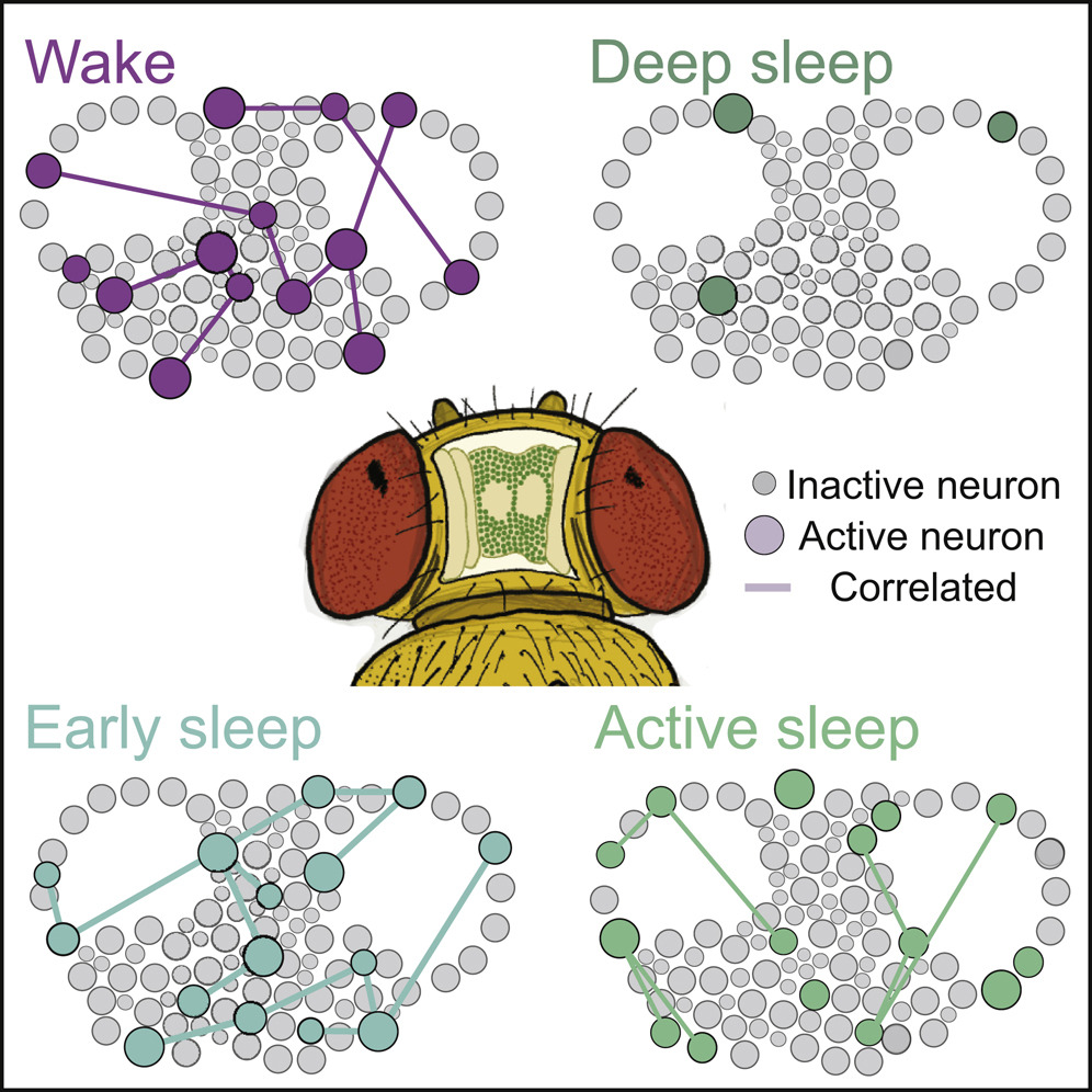 A Paradoxical Kind of Sleep in Drosophila melanogaster