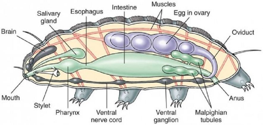Anatomie d'un tardigrade