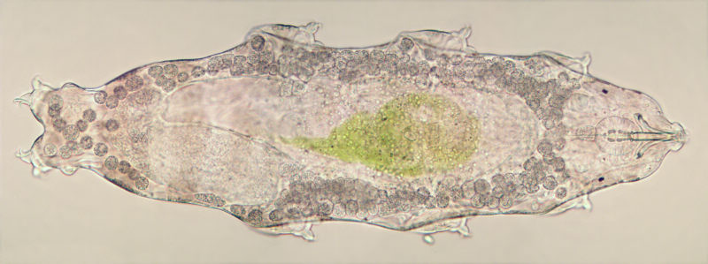 Macrobiotus hufelandi