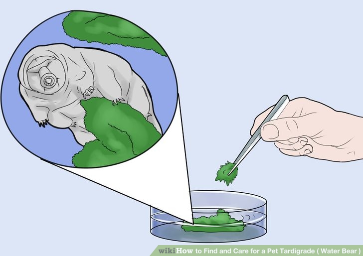 How to Find and Care for a Pet Tardigrade ( Water Bear )