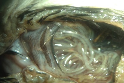 Oxyspirura petrowi, dans l'oeil d'une caille