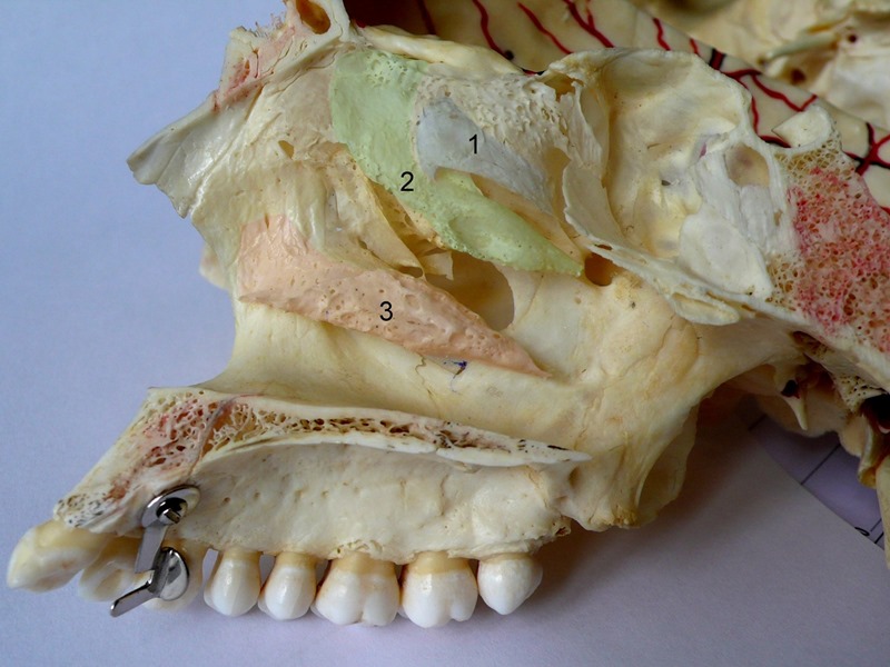 Cornets Nasaux, Crâne