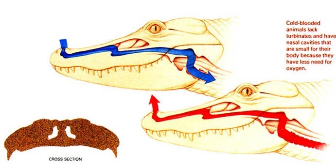 Protoconches d'alligators