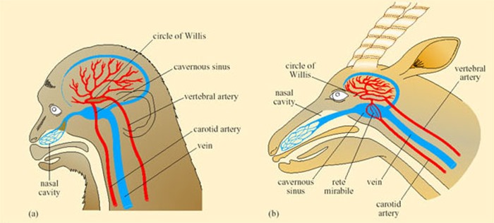 Comparaison du système vasculaire des cornets nasaux d'un singe et d'une gazelle