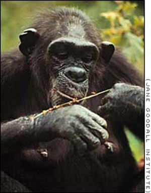Chimpanzé dégustant des termites