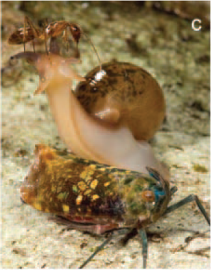 Interaction trophobiotique entre gastropode et Enchophora sanguinea, P. Naskrecki & K. Nishida