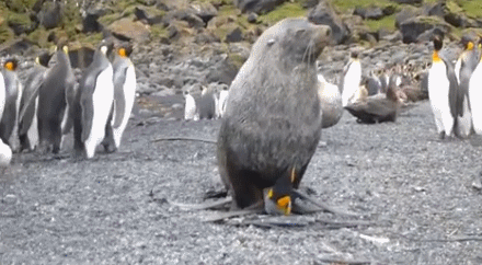 05 Seal Pingouin