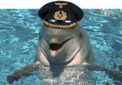 11 gay_dolphin