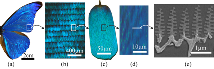 Nanostructure des écailles de Morpho