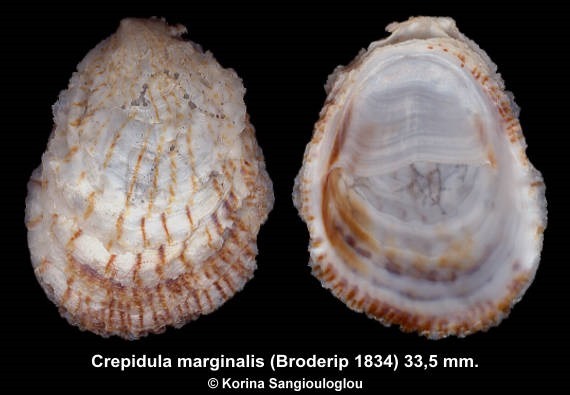 Crepidula marginalis