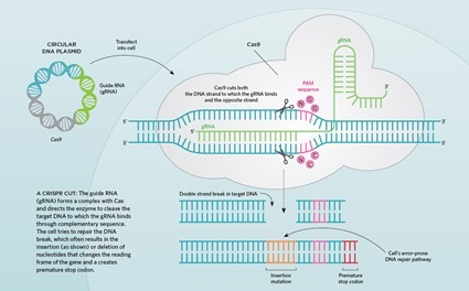 Système CRISPR/Cas9