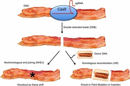 CRISPR bacon: a sizzling technique to generate genetically engineered pigs