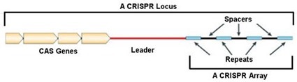 Locus CRISPR