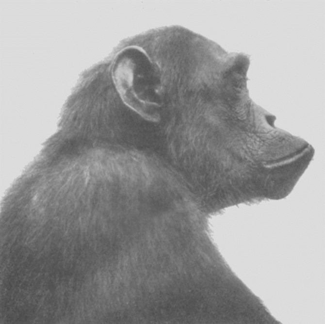 Chimpanzé, Adolf Naef 1926