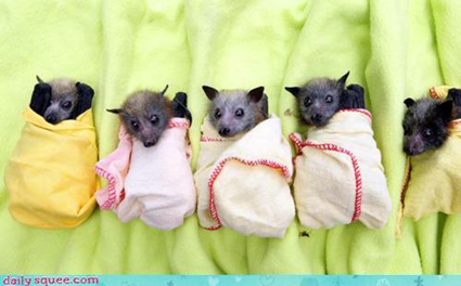 Baby Fruit-Bats