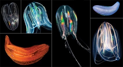 comb_jellies.indd