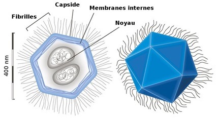 Structure d'un mimivirus