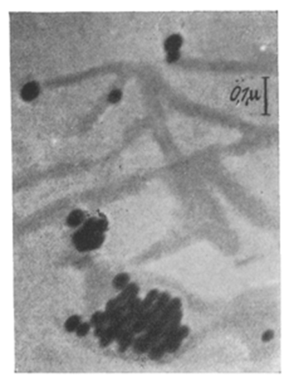 Virus de la mosaîque du Tabac, Kausche GA, Pfankuch E, Ruska H (May 1939)