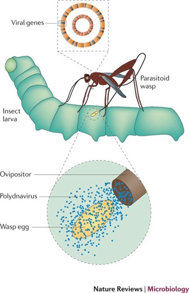 Polydna virus et Cotesia