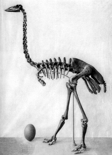 Squelette et oeuf d'Aepyornis