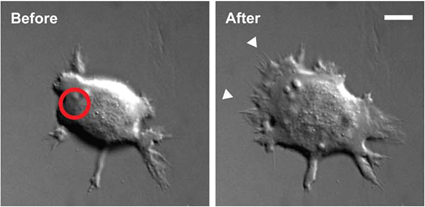 Cellule de rein transgénique avant et après illumination, Wu et al., 2009