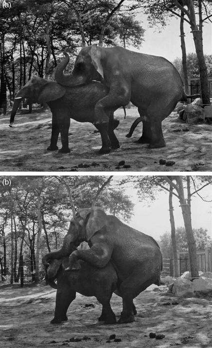 Copulation chez l'Eléphant, Hans Orbons