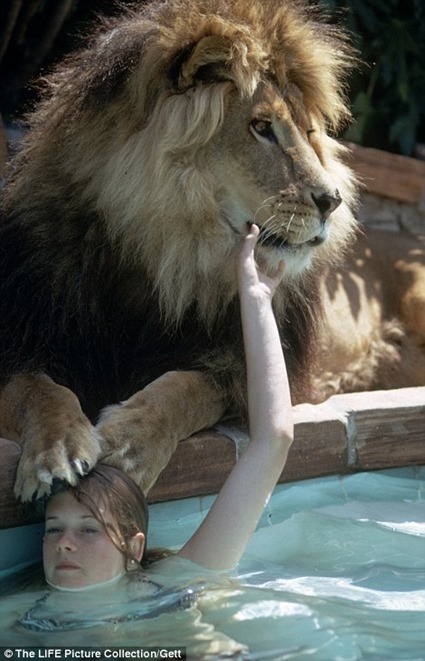 Neil, le lion de Tippi Hedren et Mélanie Griffith