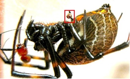 Les pédipalpes de l'araignée mâle Nephilengys malabarensis sont restés dans les voies génitales de la femelle