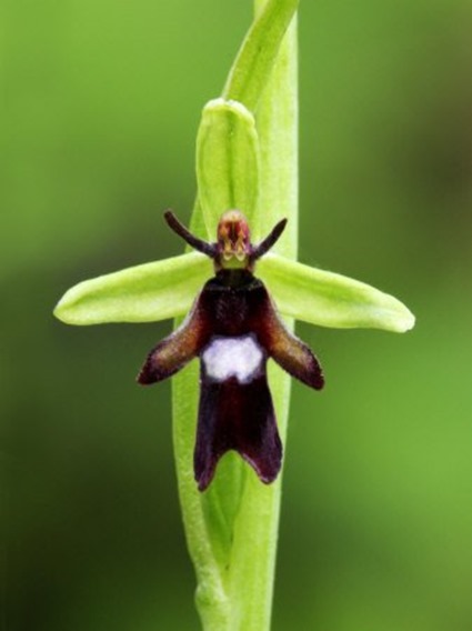 Ophrys insictifera