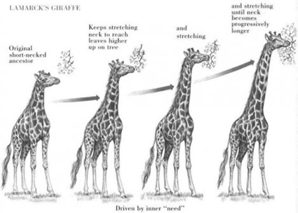 Scénario de l'élongation progressive du cou des girafes selon Lamarck