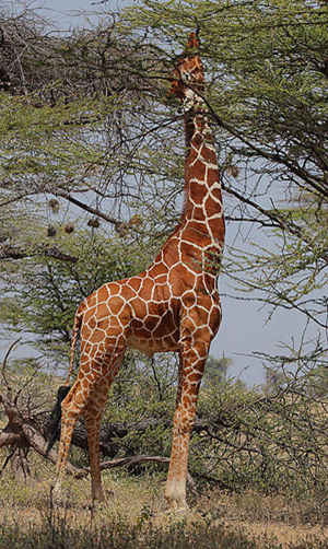 Girafe qui broute les feuilles du haut