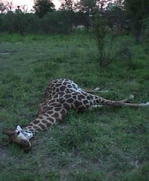 Girafe mâle tué par un combat de necking